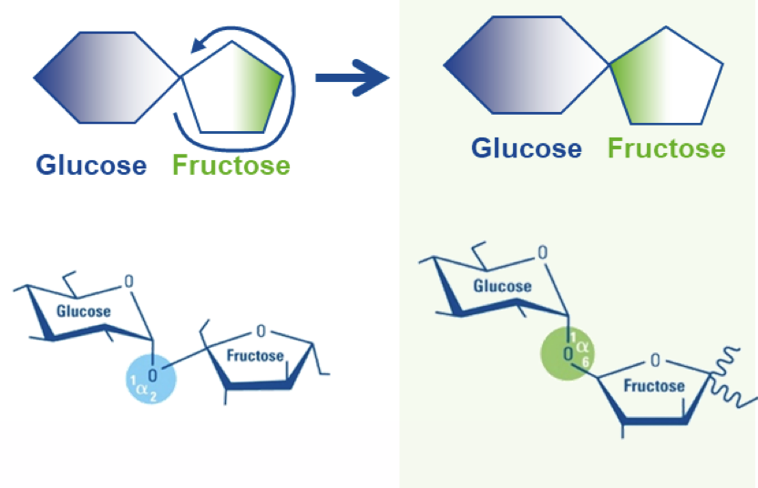 Molecular structure comparison: Sucrose vs Palatinose